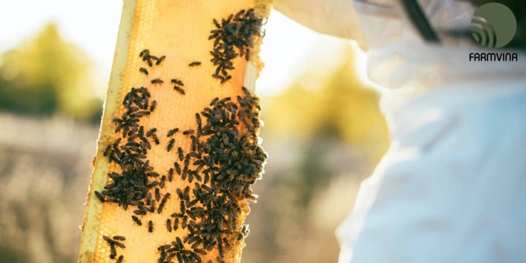 how to get honey from a beehive