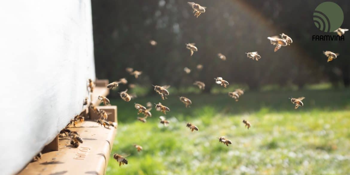 How to Raise Bees A Beginner's Guide to Beekeeping Farmvina