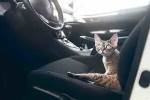 how to travel with a cat