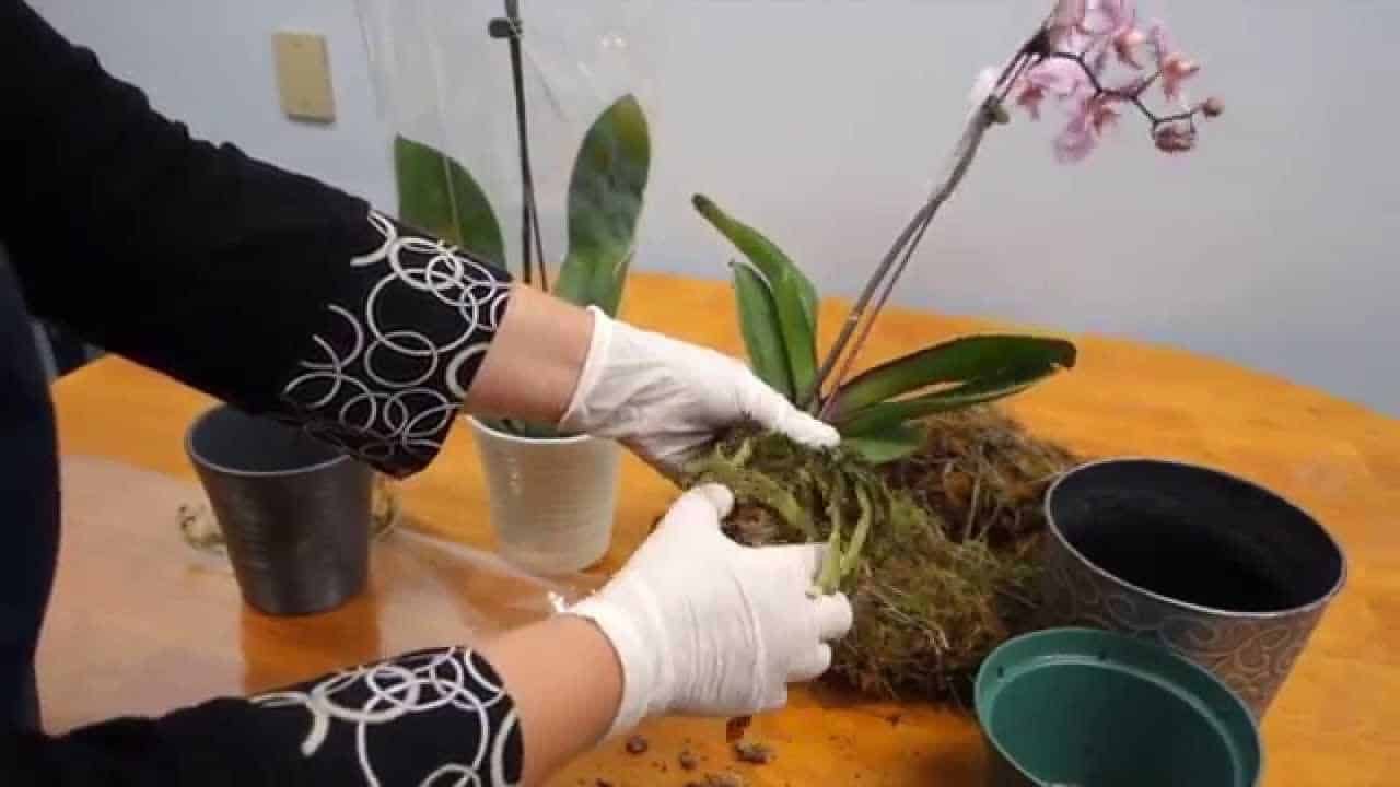 Care Of Orchids After Flowering: Essential Tips for Success