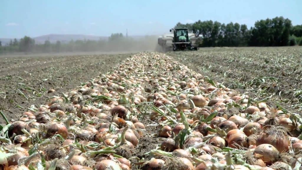 onion farms