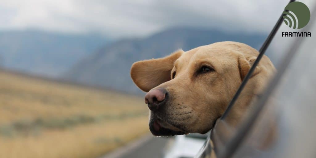 how to travel with dogs