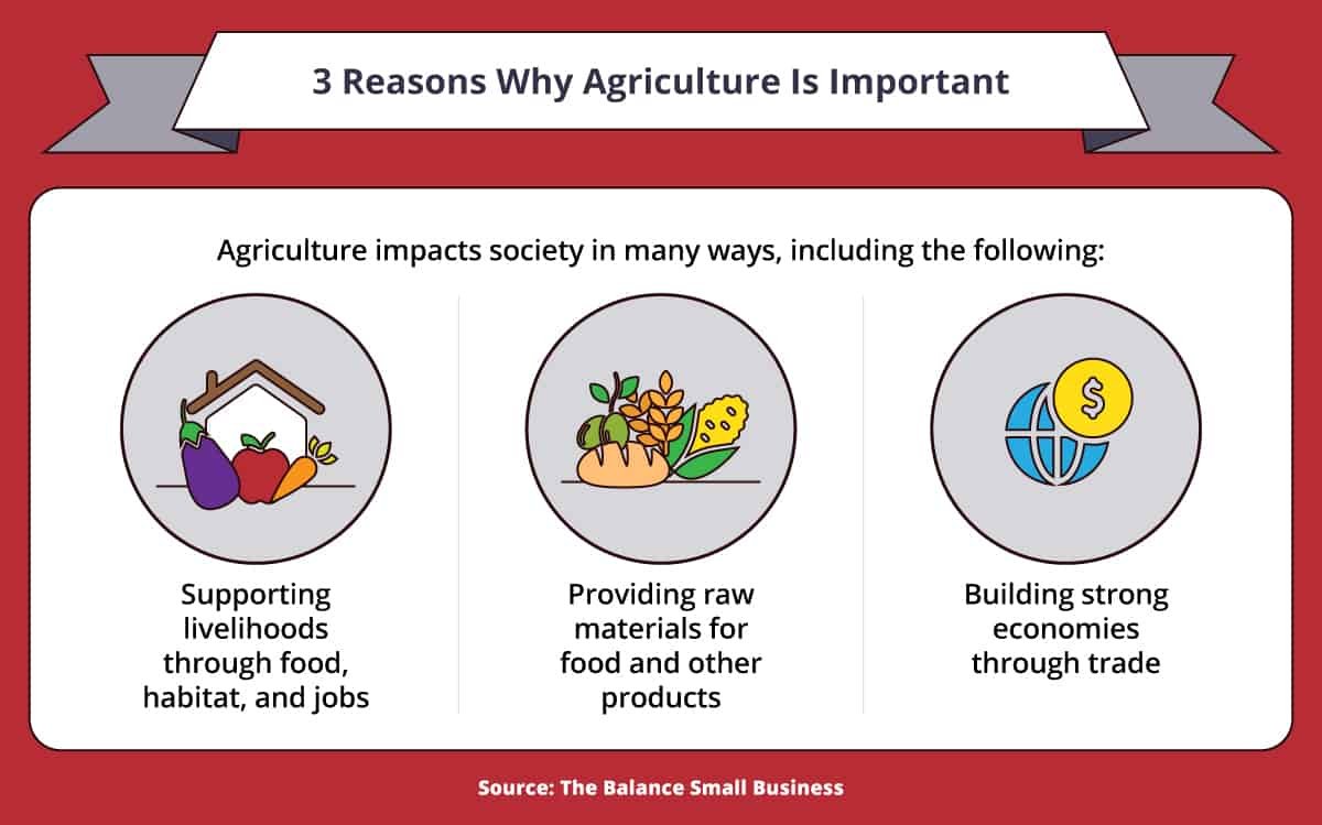 Why is Agriculture Important: The Backbone of Our Society