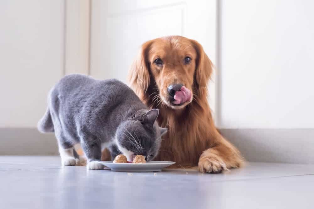 Can Dogs Eat Cat Food? Unveiling the Truth