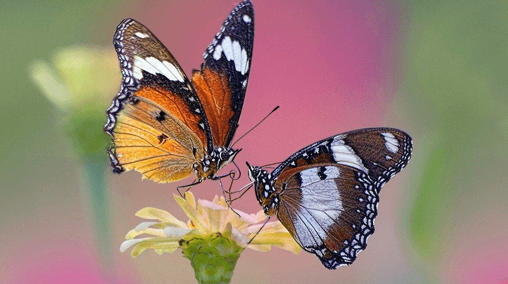 how to start a butterfly farm