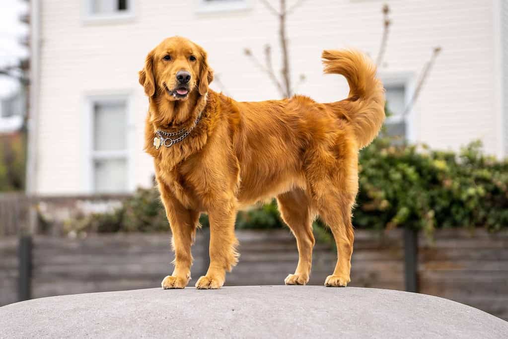 Golden Retriever