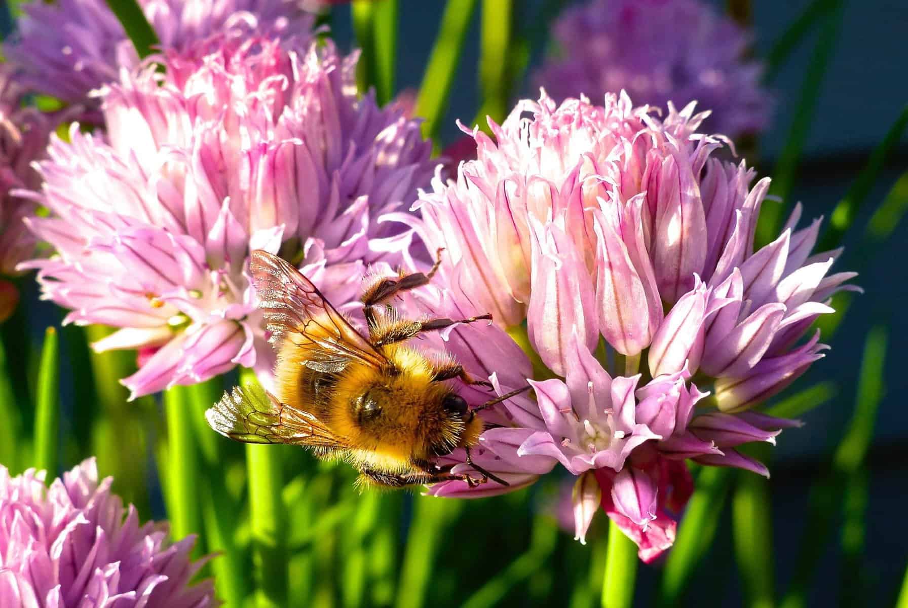 Plants that attract honey bees to your garden