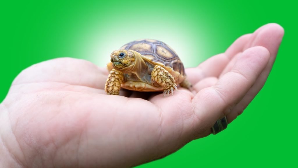 Tortoise Pet 101: Choosing the Right Species for Your Lifestyle | Farmvina