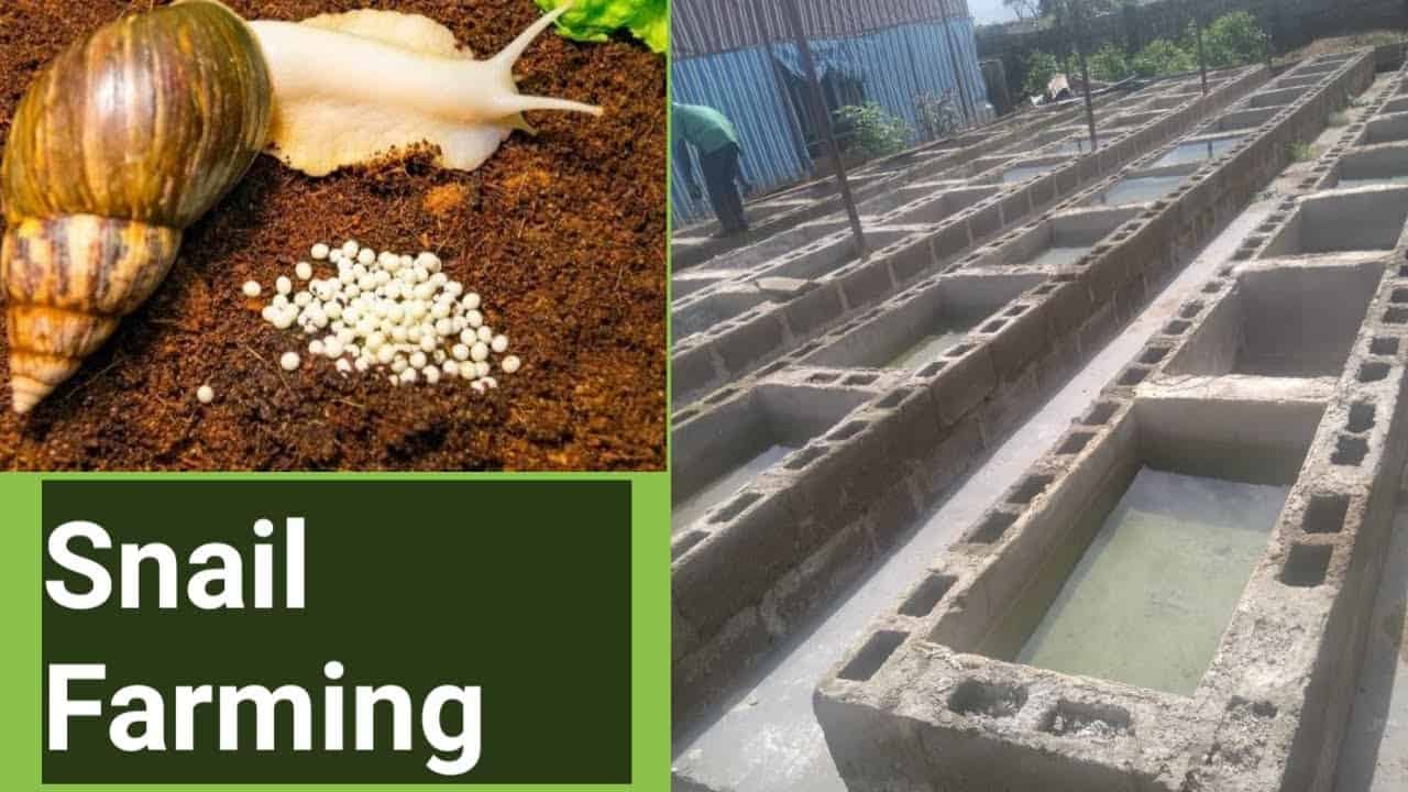 How to Start a Snail Farm? | Farmvina