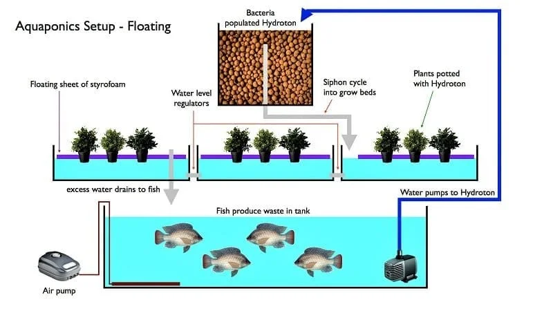 build an aquaponics system