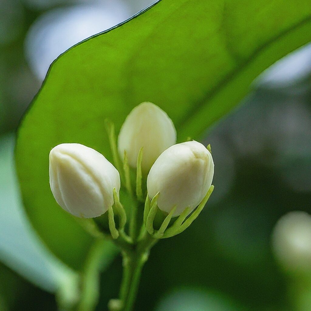 Best Vietnamese tea: A guide to explore the culture | Farmvina