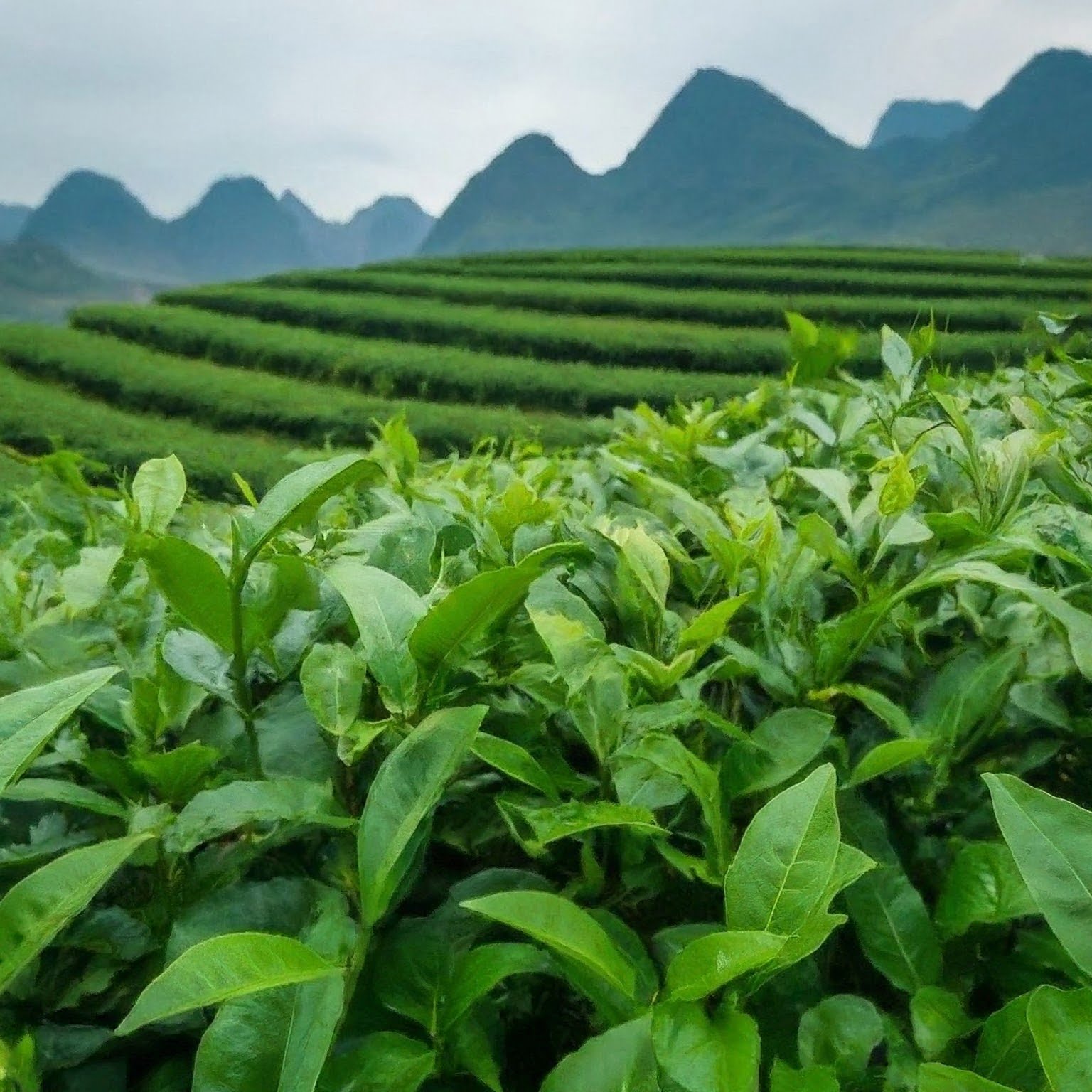 Best Vietnamese tea: A guide to explore the culture